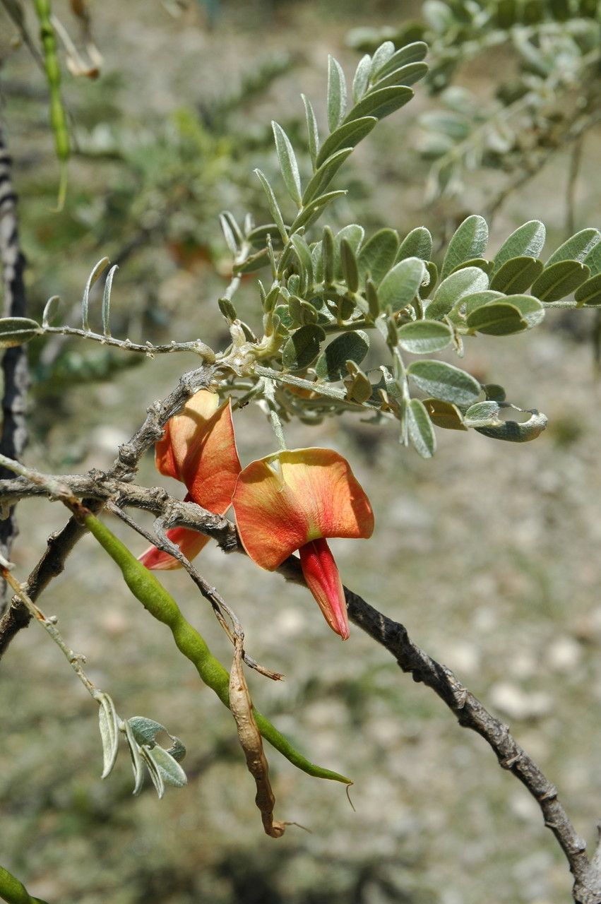 Sesbania tomentosa flower