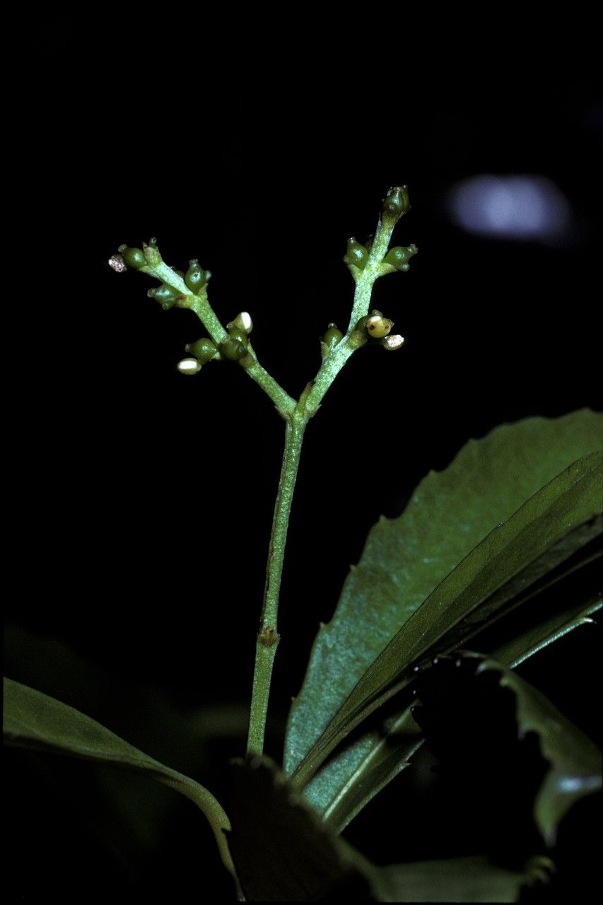 Chloranthus elatior — related species from the same genus