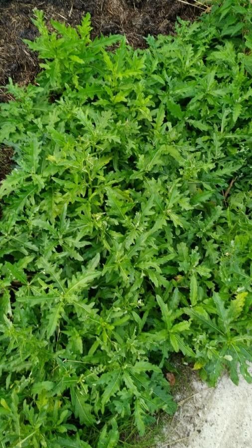 Solanum triflorum leaf