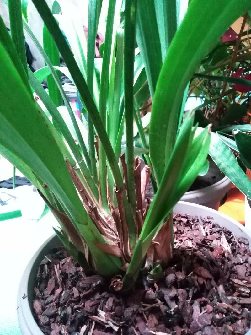 Cymbidium × florinda leaf