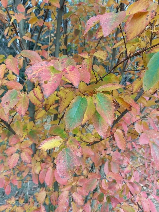 Amelanchier arborea — related species from the same genus