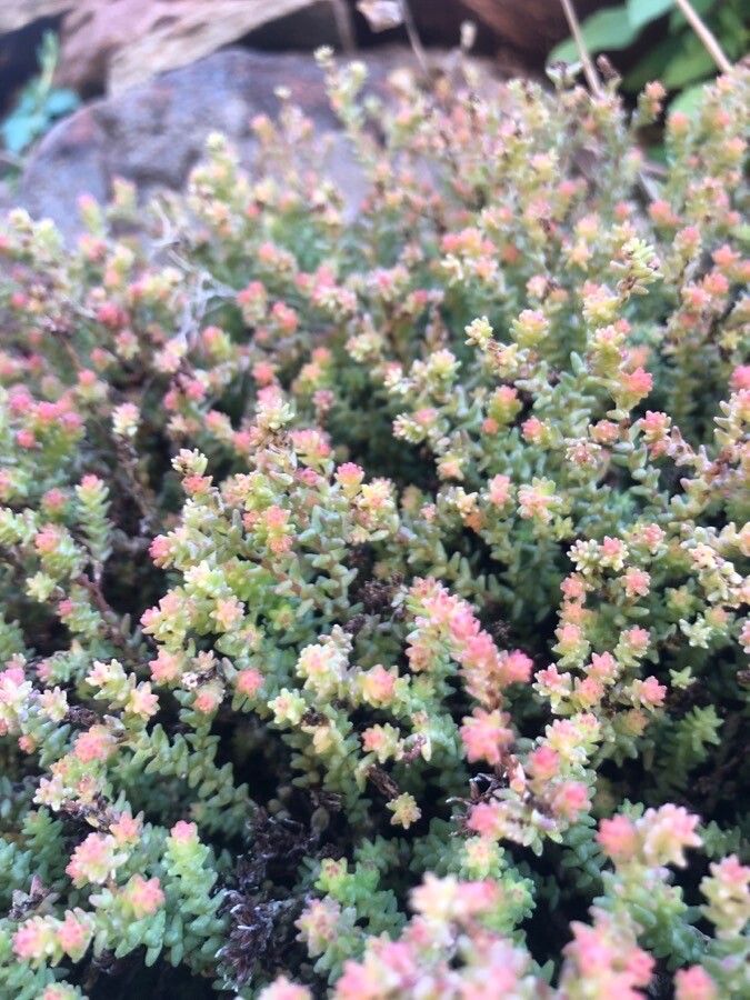 Sedum moranense leaf