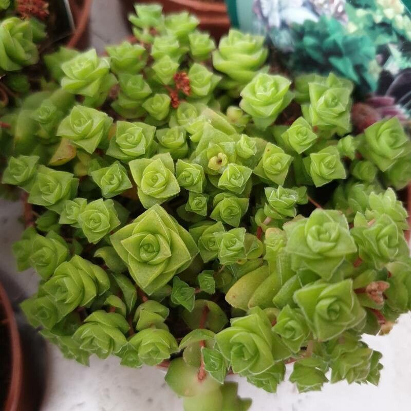 Crassula socialis leaf