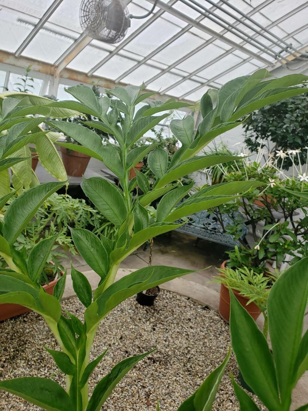 Amorphophallus prainii — houseplant care guide