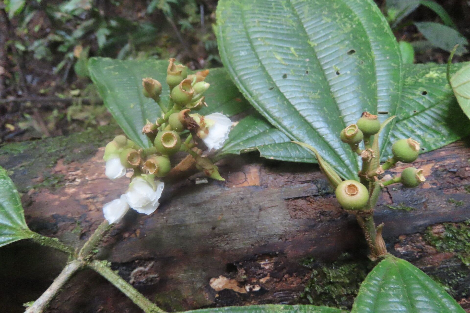 Miconia lasiopoda fruit
