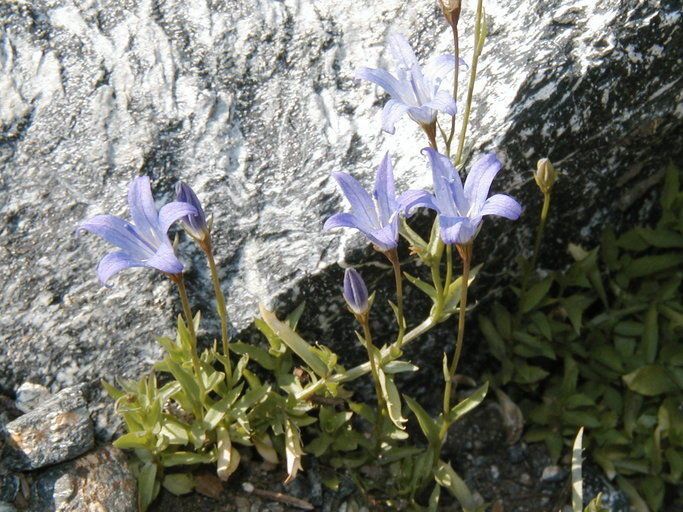 Campanula wilkinsiana habit