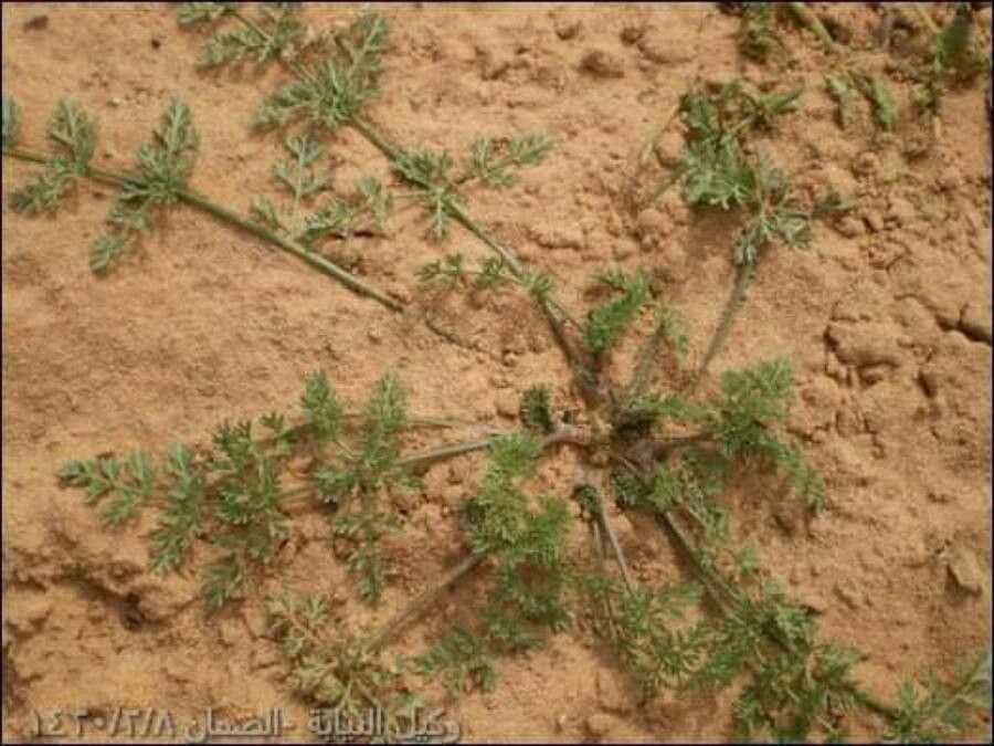 Pseudorlaya pumila leaf