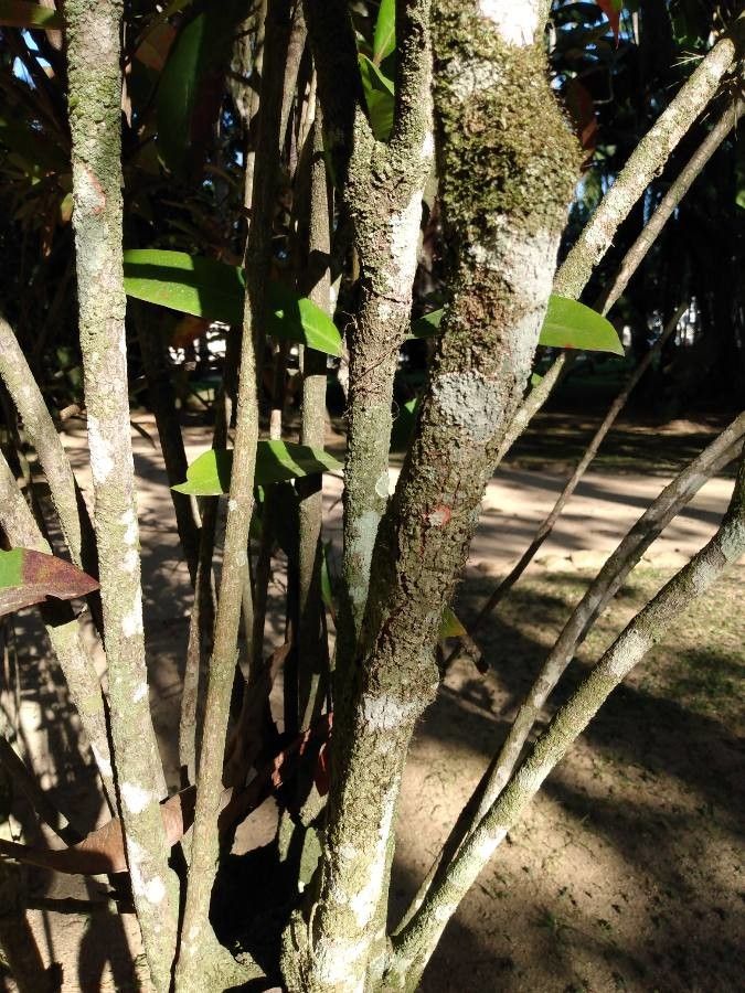 Ixora hookeri bark