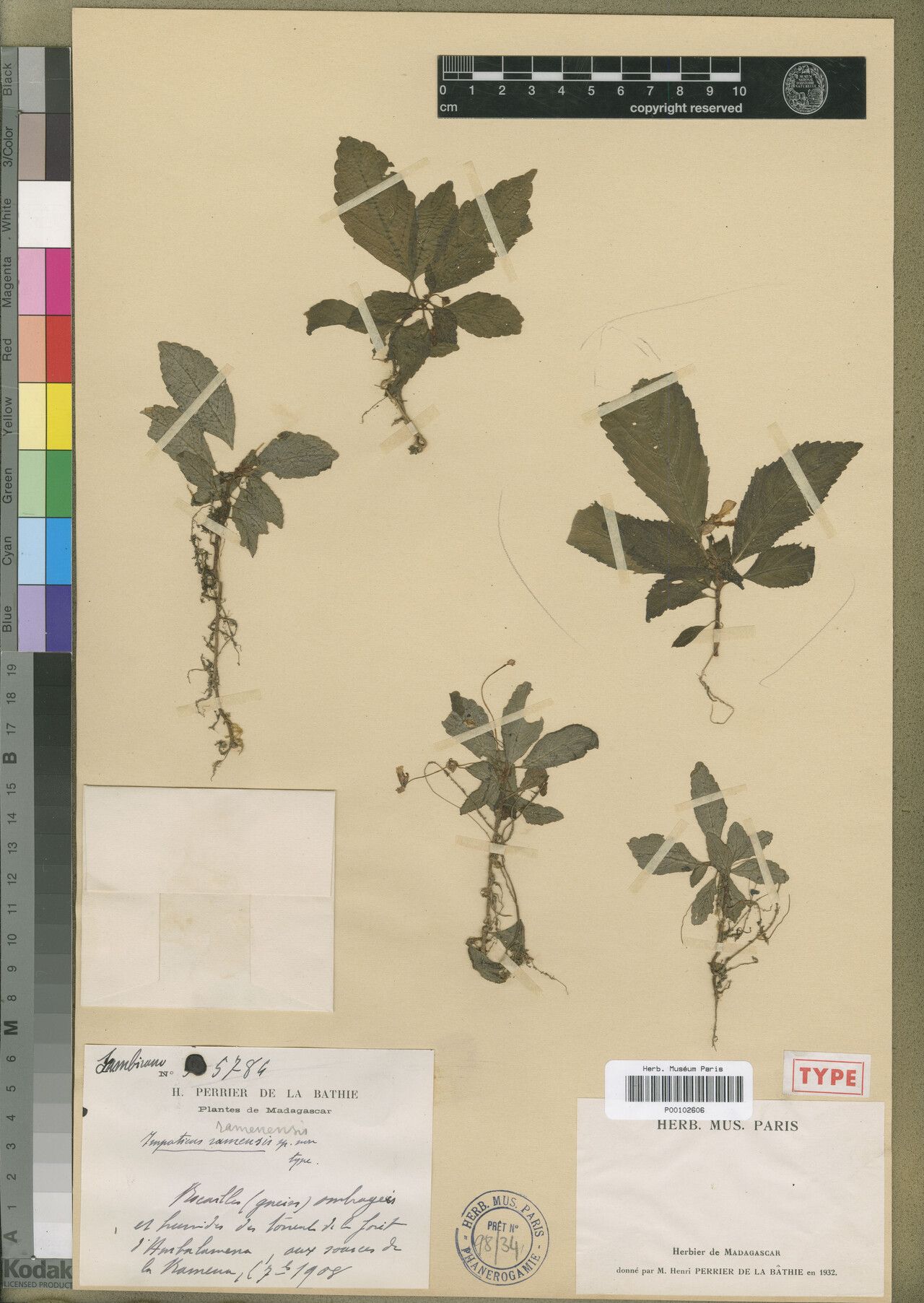 Impatiens ramenensis — houseplant care guide