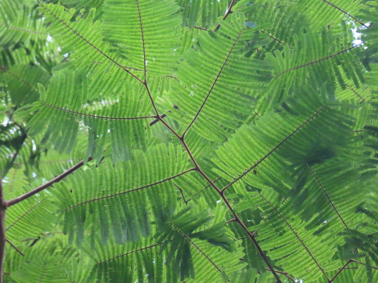 Enterolobium schomburgkii — search result for 'Enterolobium'