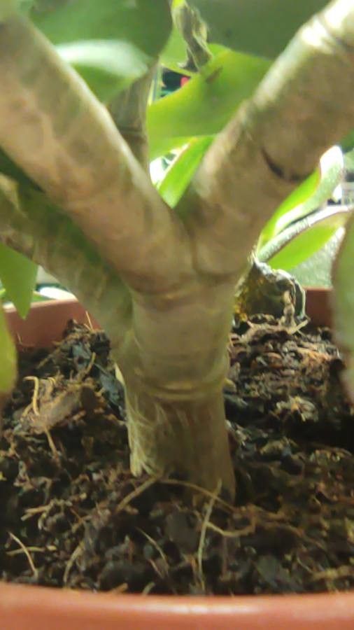 Crassula undulata bark