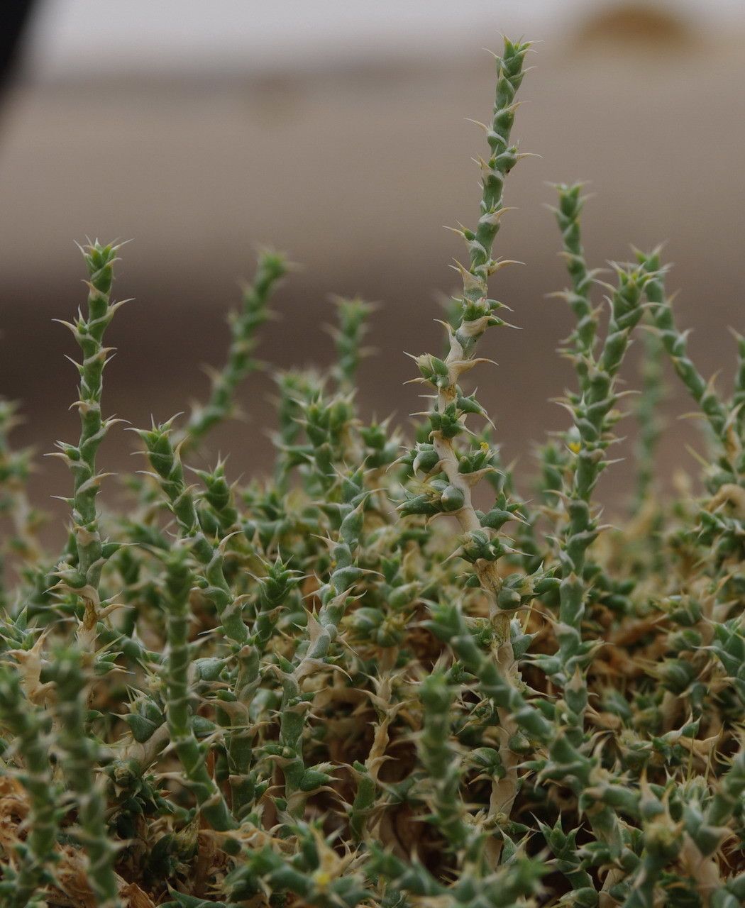 Cornulaca monacantha leaf