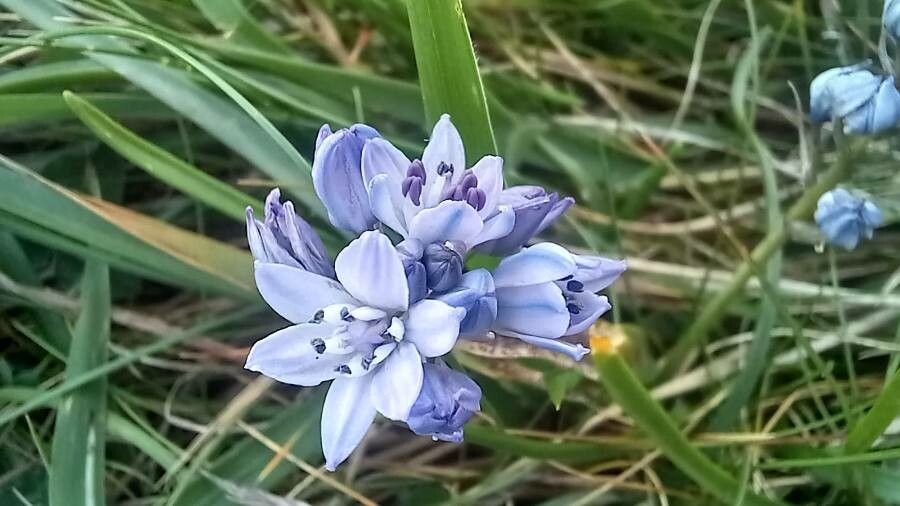 Tractema verna flower