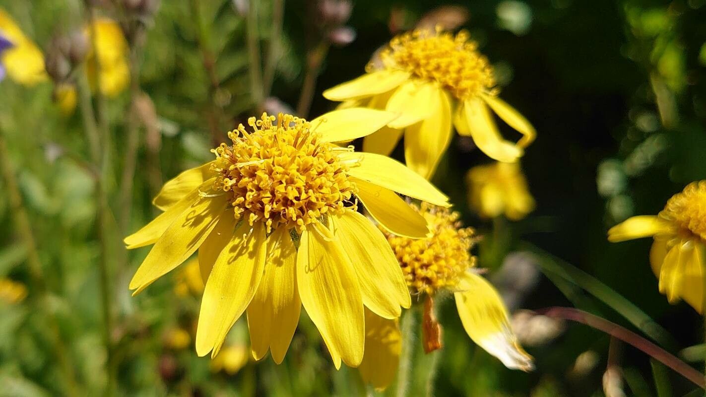 Arnica nevadensis — search result for 'Arnica'