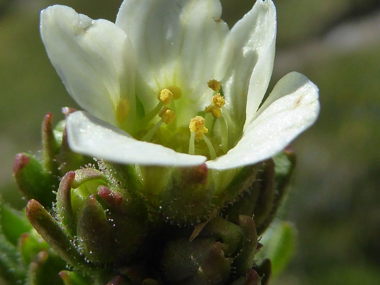 Saxifraga aquatica flower