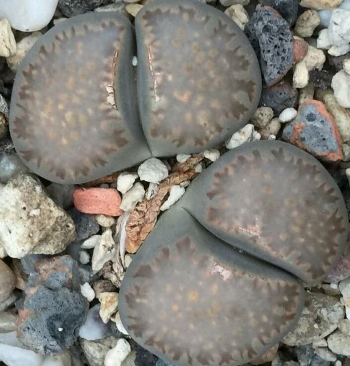 Lithops villetii leaf