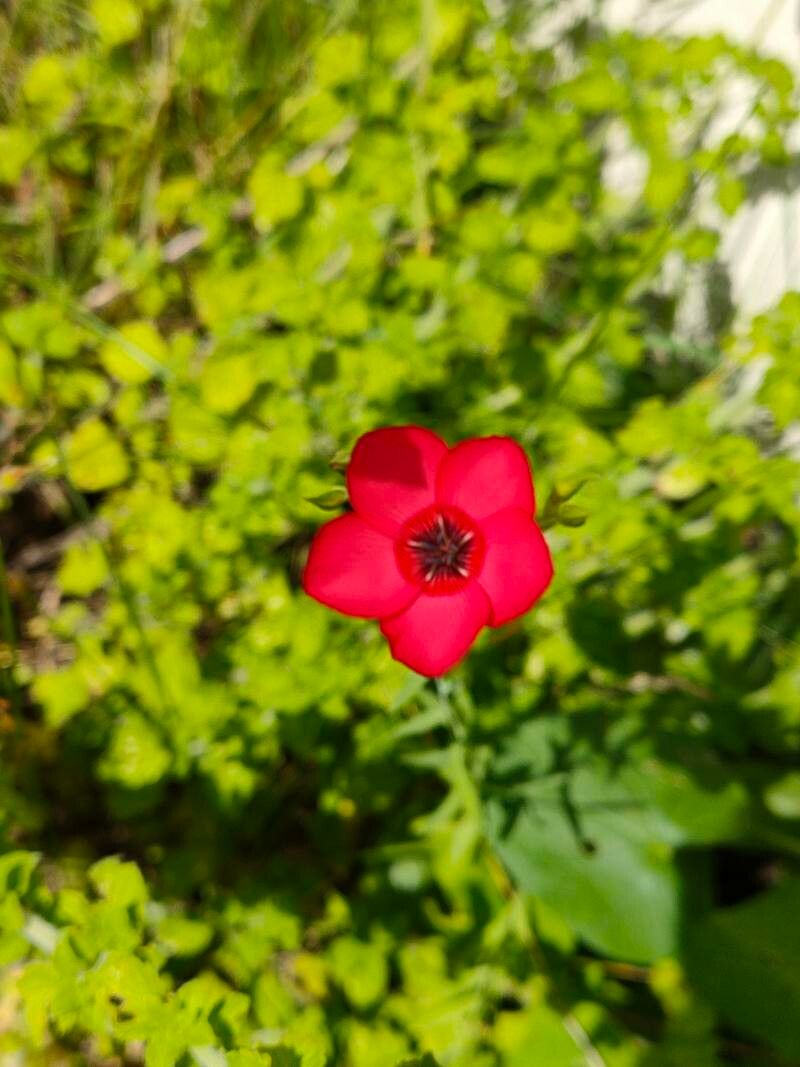 Linum decumbens flower