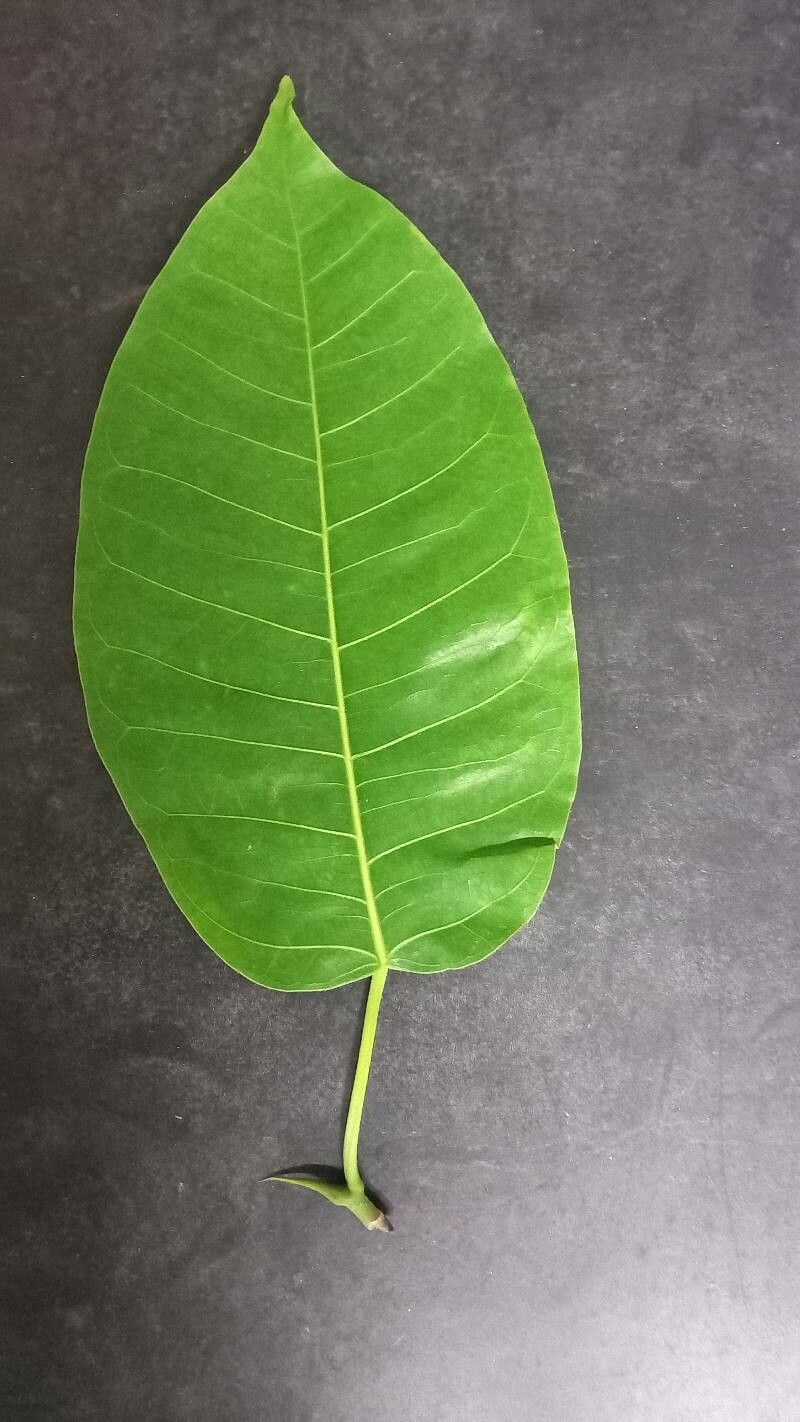 Ficus citrifolia bark