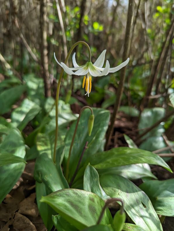 Erythronium oregonum habit