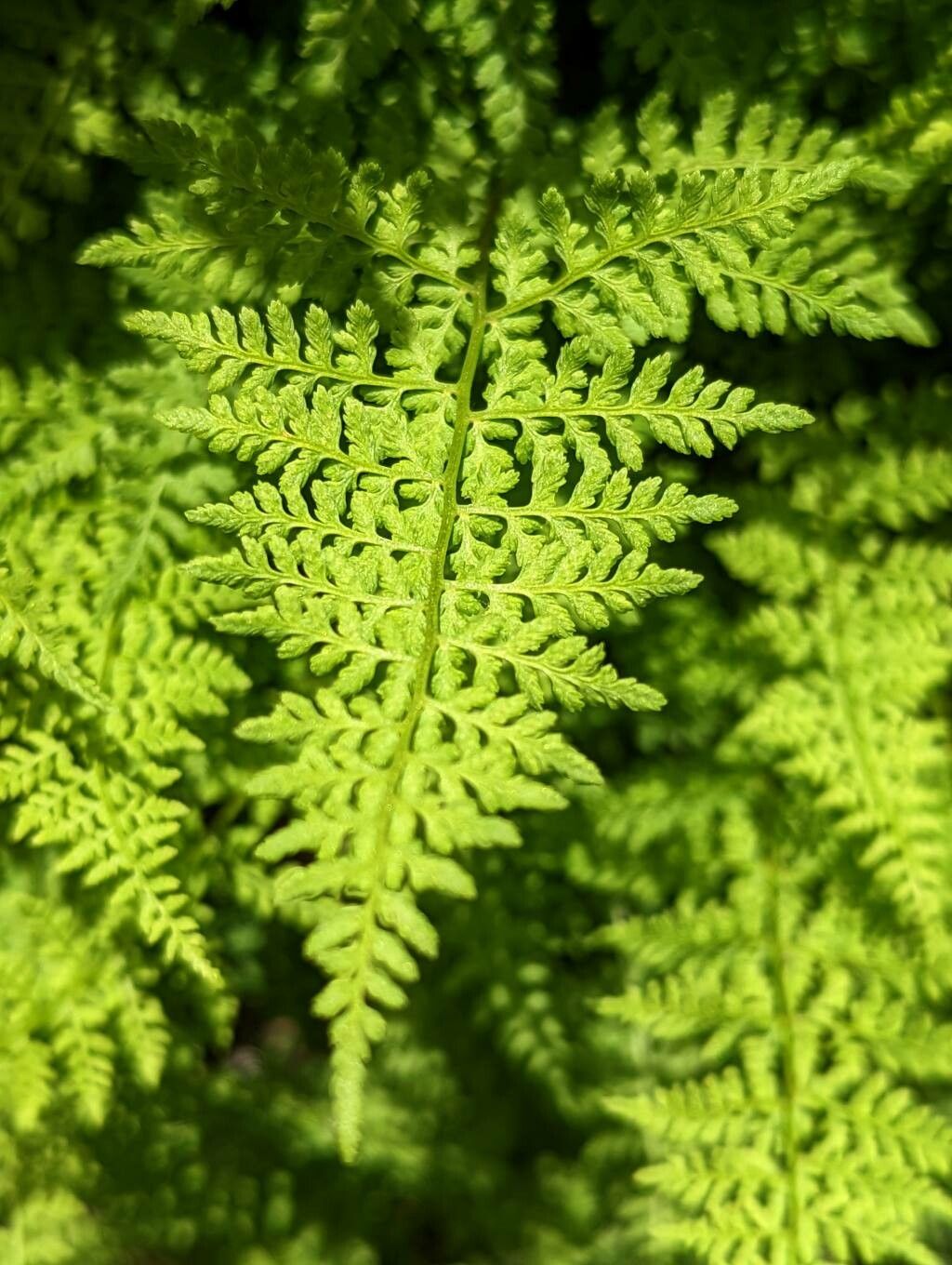 Cystopteris sudetica — houseplant care guide