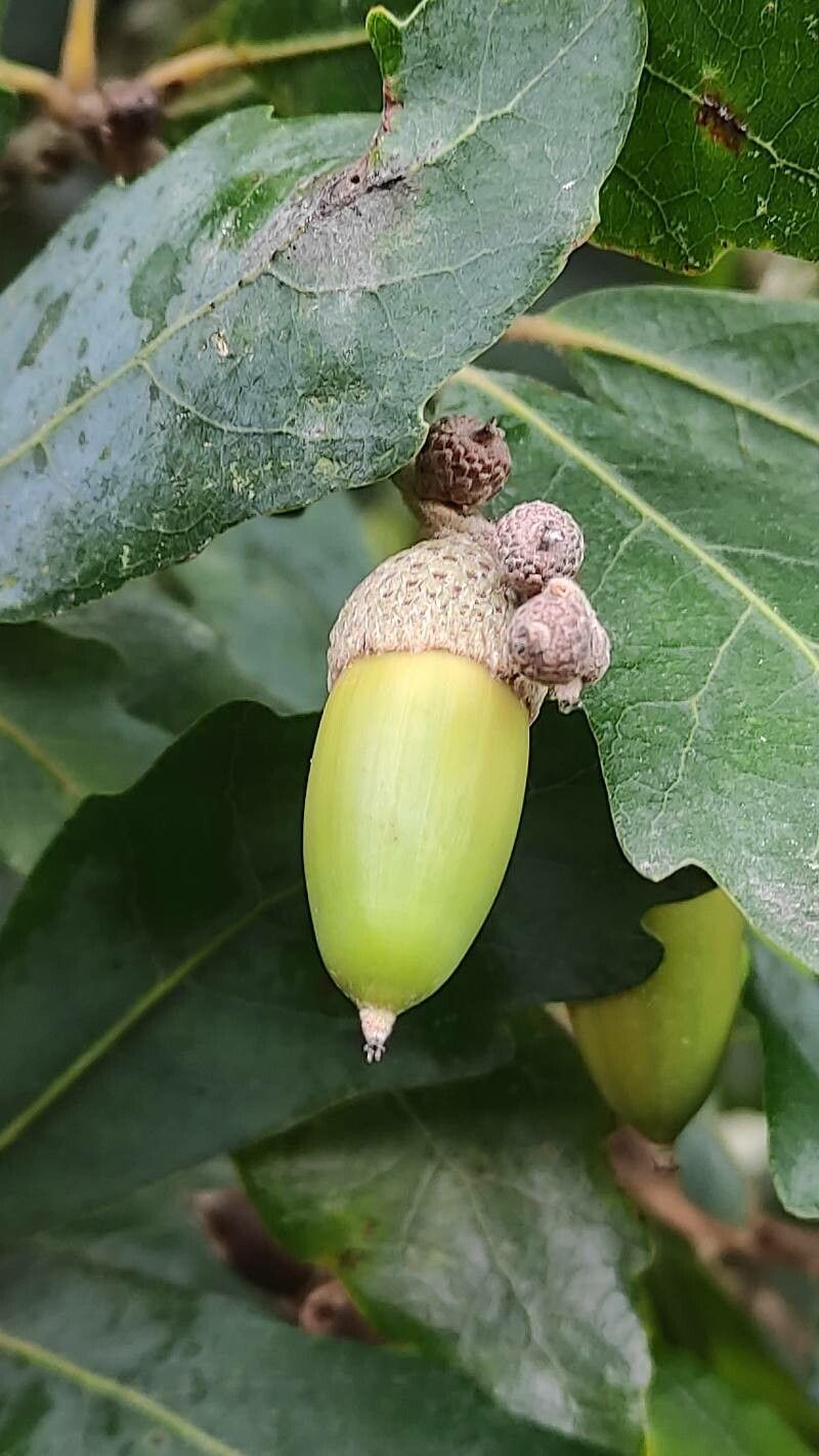 Quercus × hispanica fruit