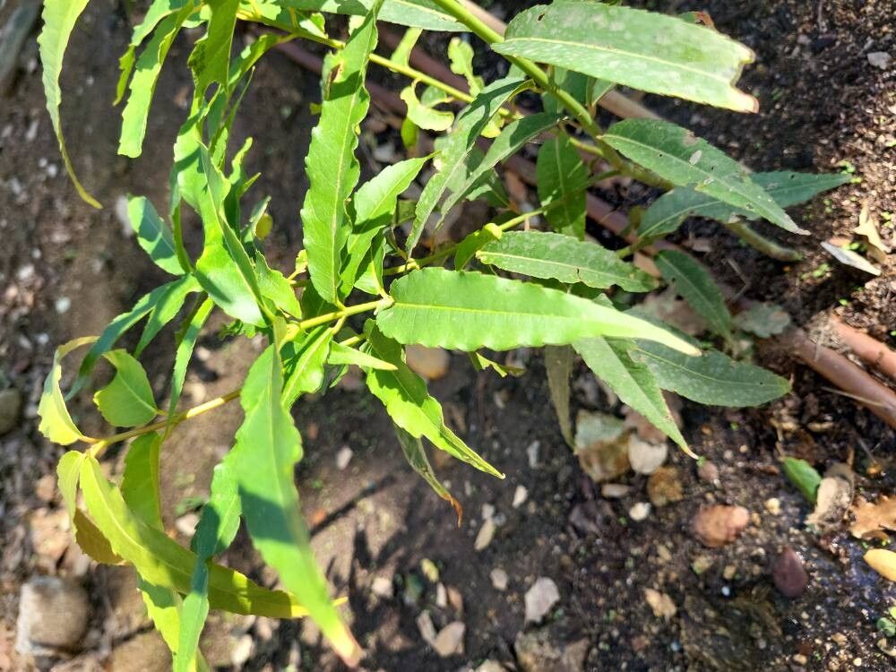 Acer laevigatum leaf