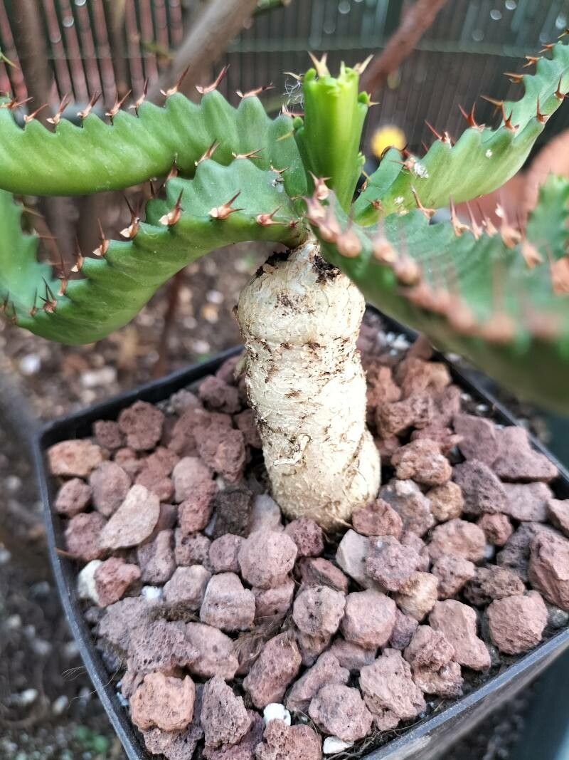 Euphorbia stellata bark