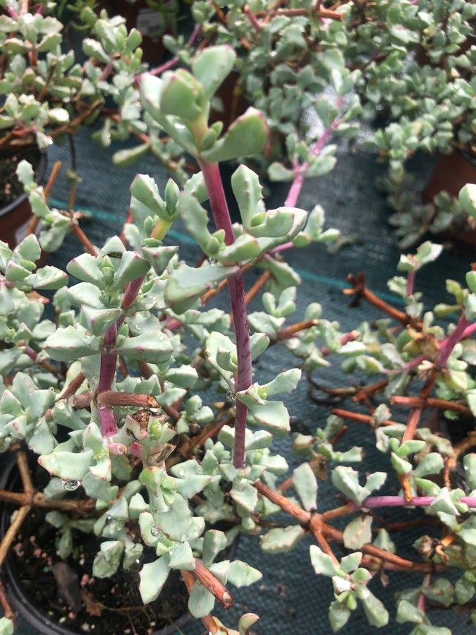 Lampranthus deltoides leaf