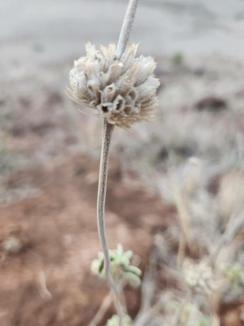 Leucas grandis fruit