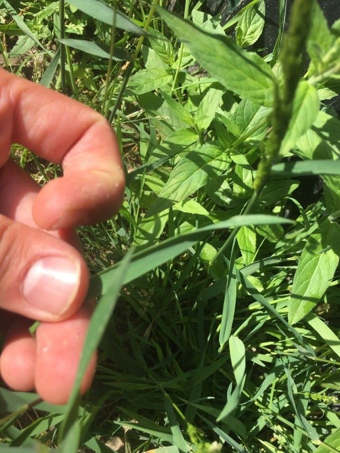 Polypogon viridis — search result for 'Poaceae'