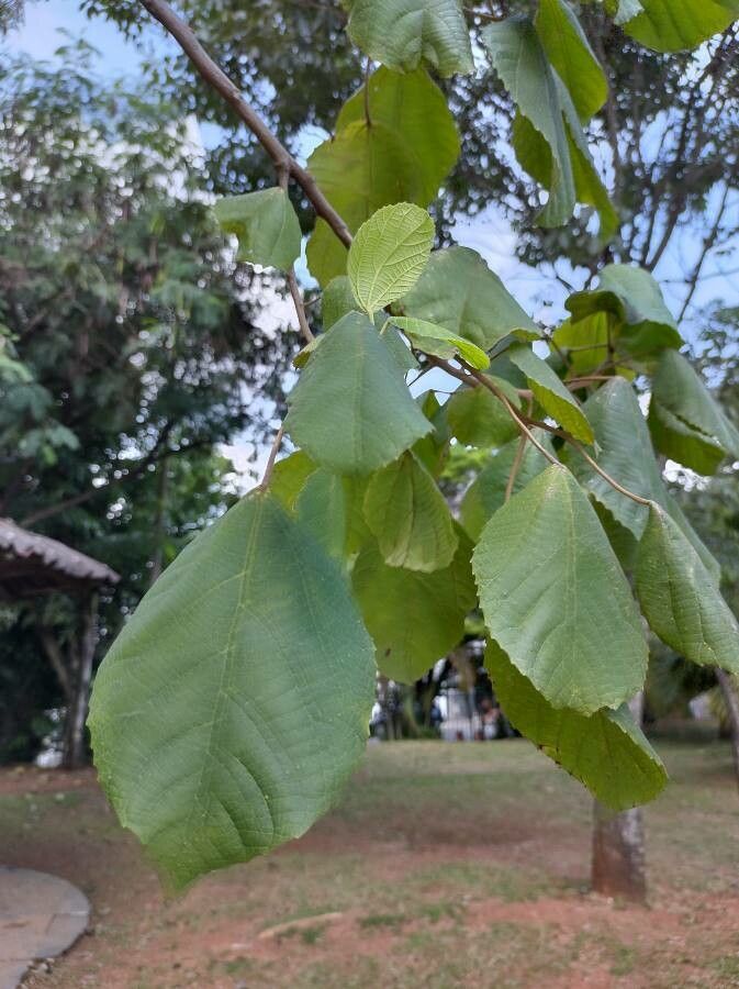 Alchornea sidifolia — houseplant care guide