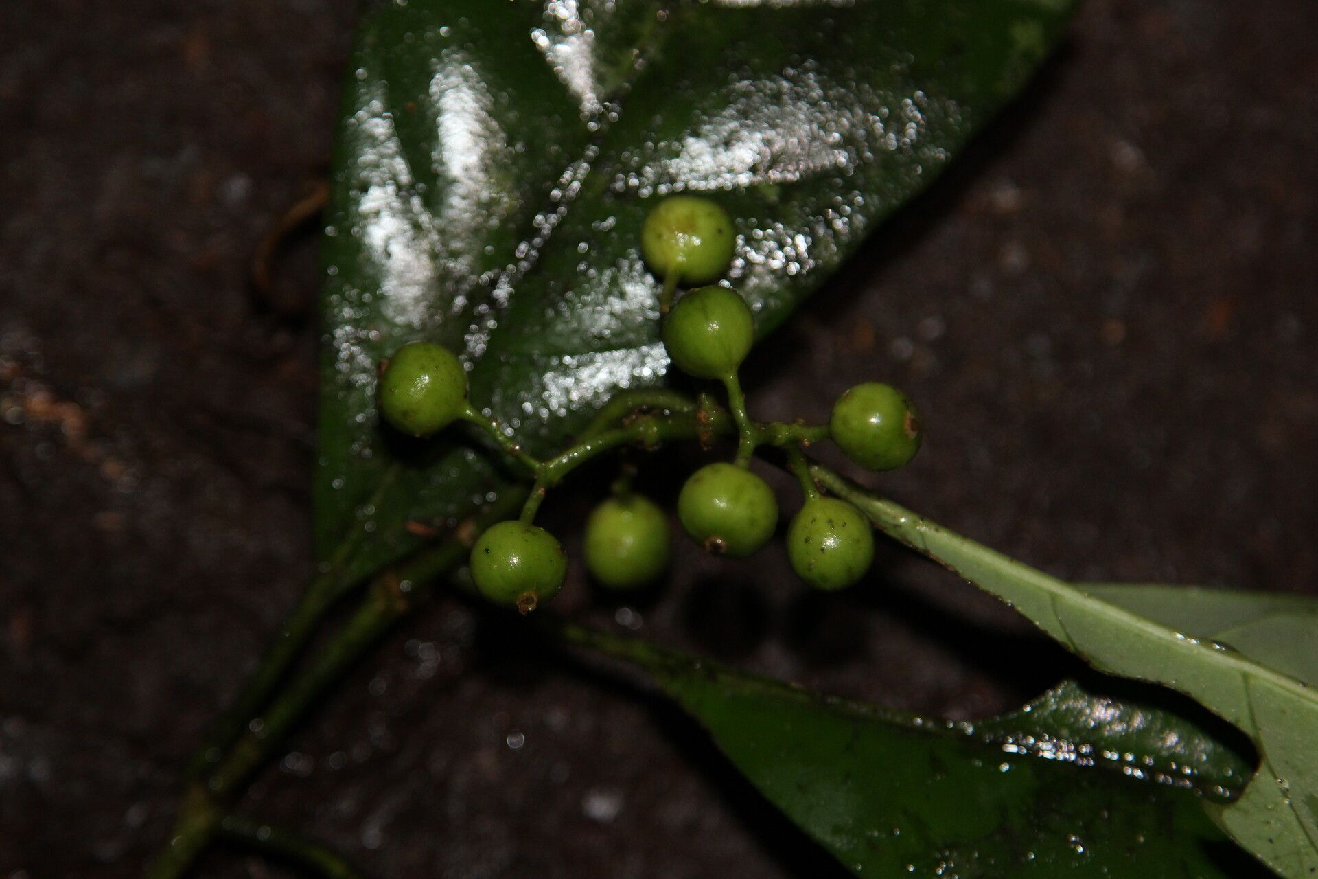 Pavetta gabonica fruit