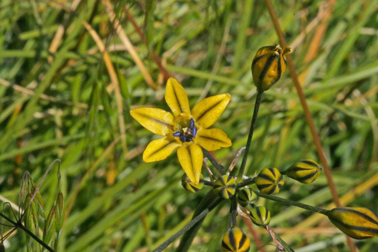 Triteleia dudleyi — related species from the same genus