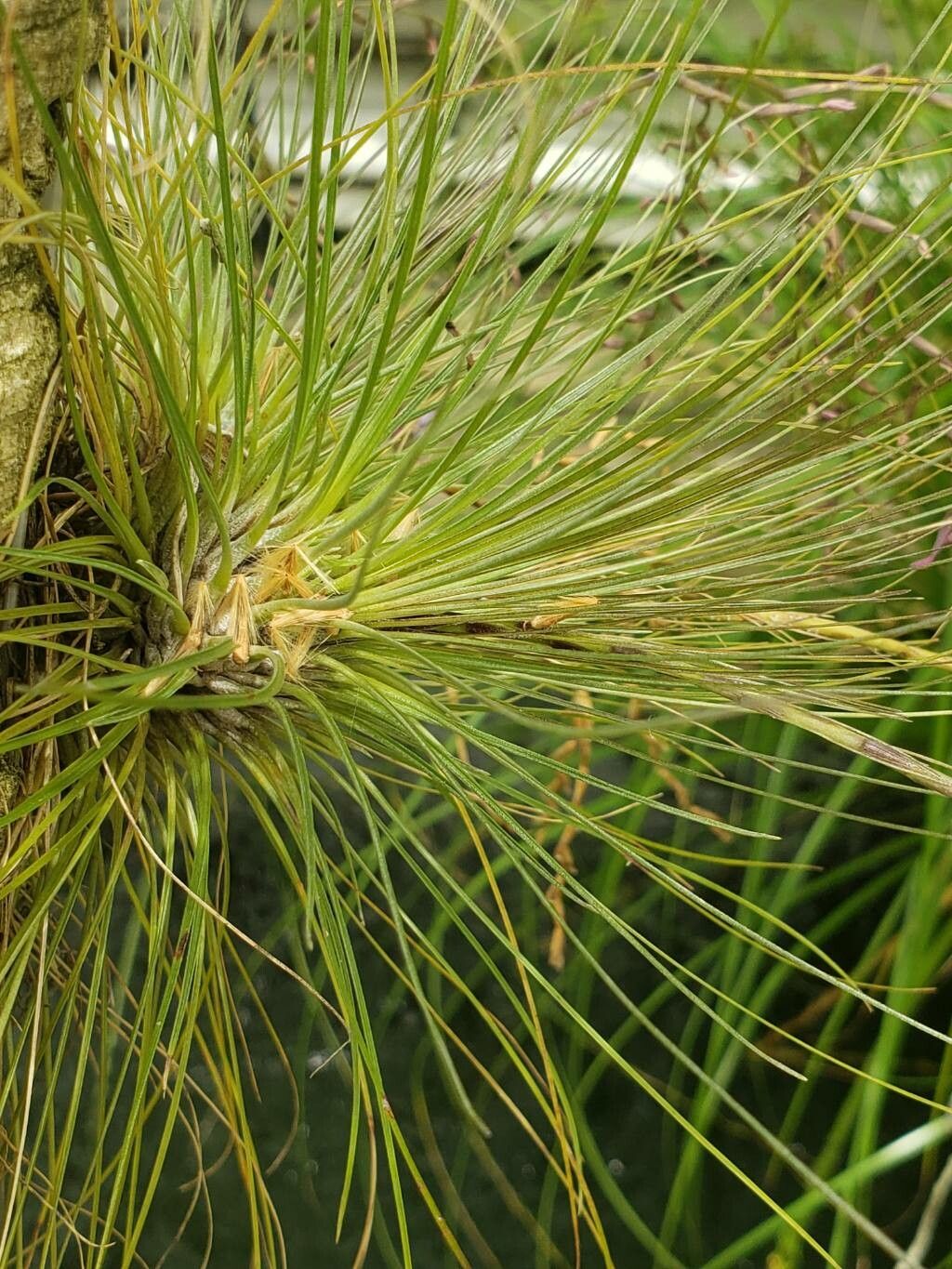 Tillandsia filifolia leaf