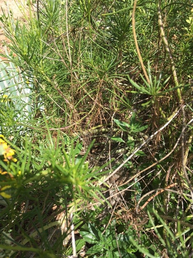 Senecio linearifolius — search result for 'Senecio'