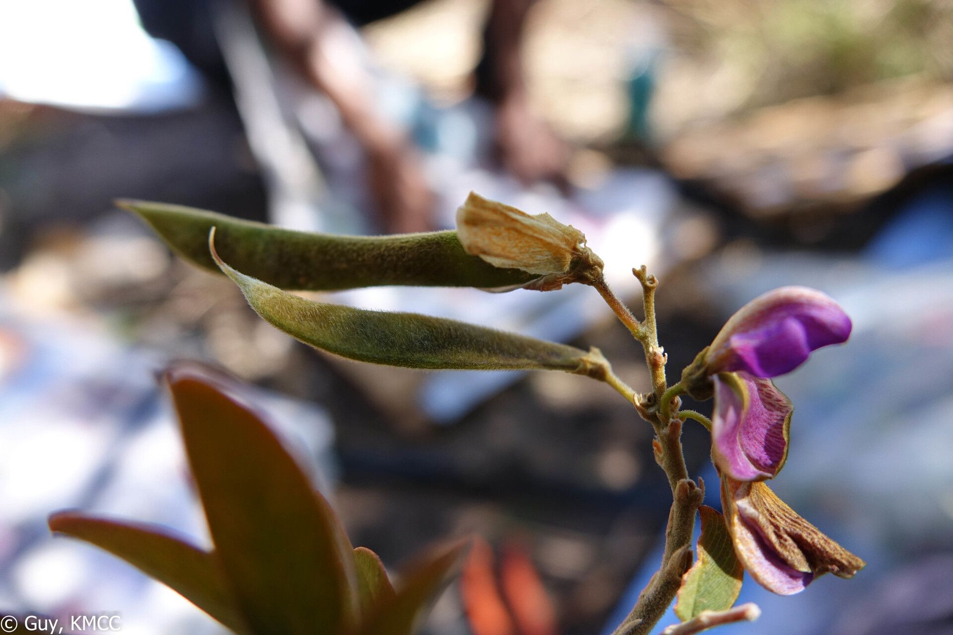 Mundulea anceps fruit