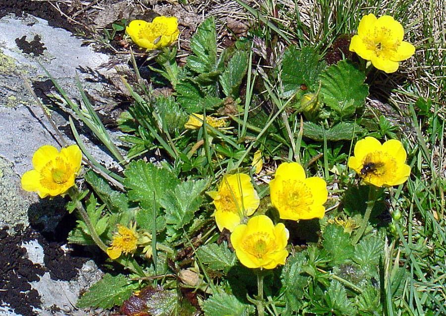 Geum montanum flower