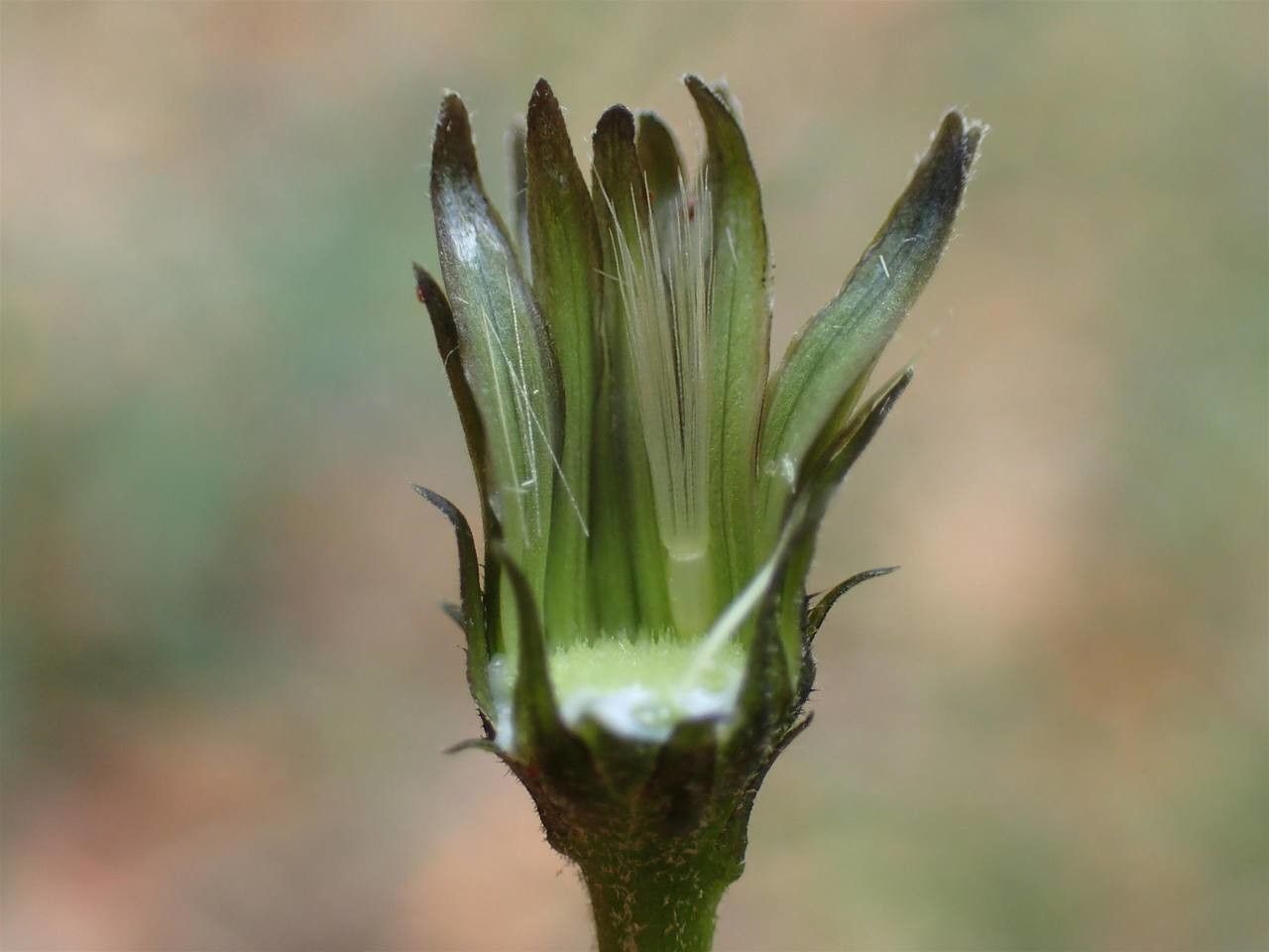 Hieracium sabaudum fruit