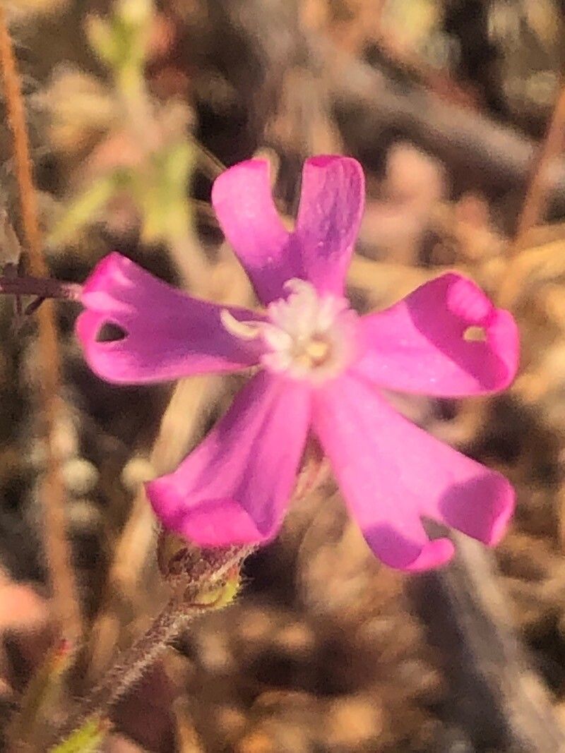 Silene scabriflora flower