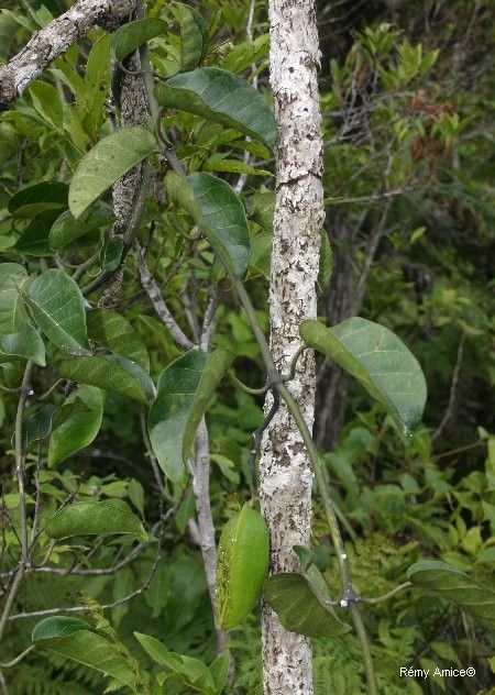 Marsdenia tylophoroides bark