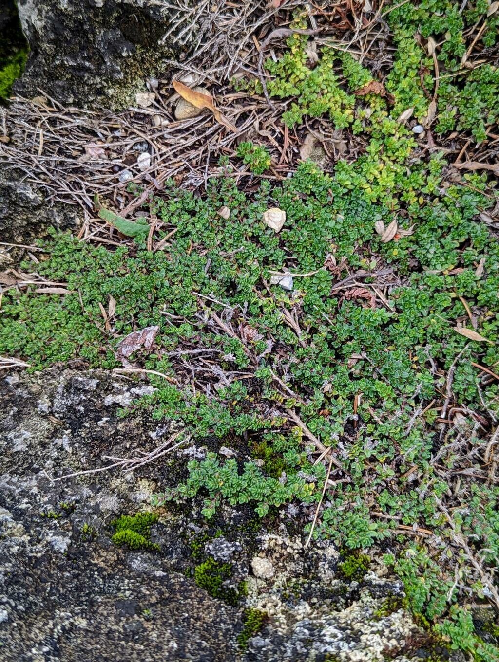 Thymus villosus habit