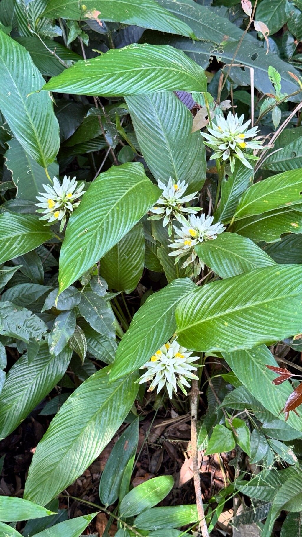 Goeppertia altissima