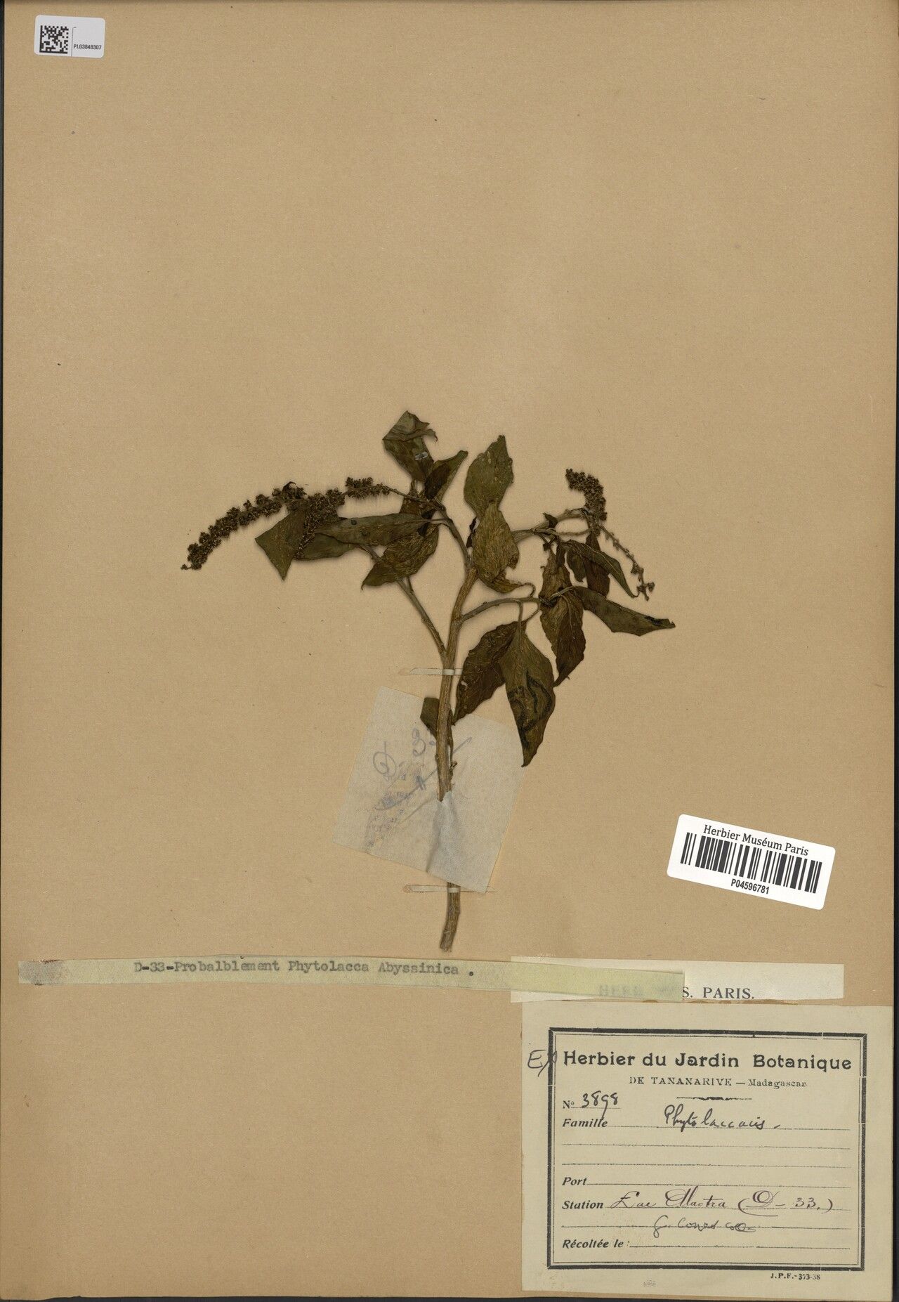 Phytolacca goudotii — houseplant care guide