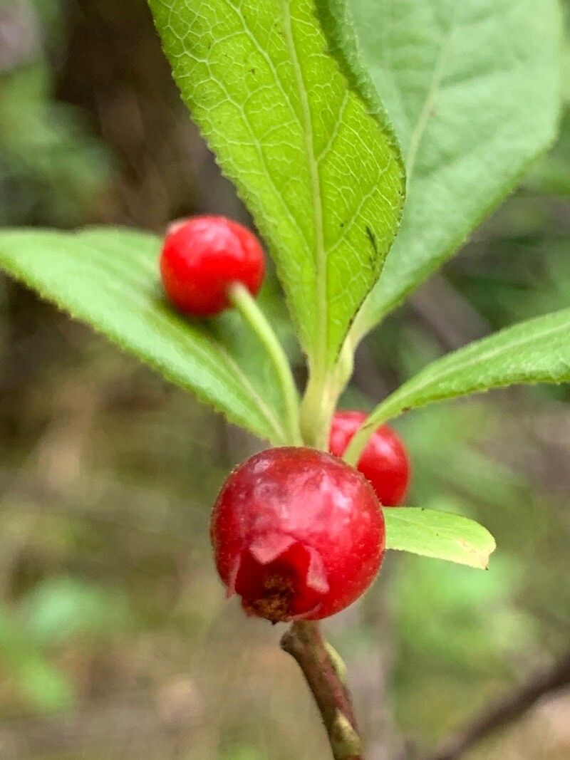 Vaccinium calycinum — search result for 'Vaccinium'
