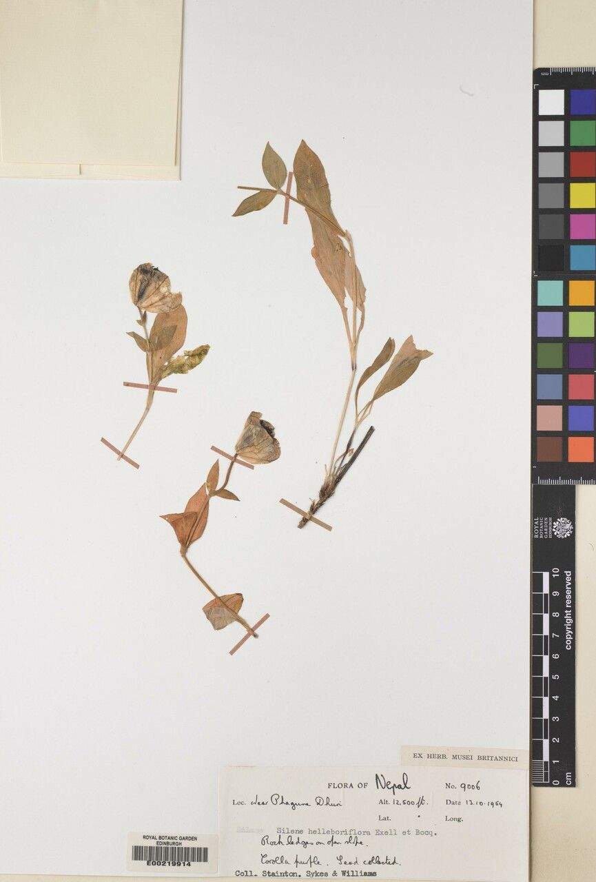 Silene helleboriflora other