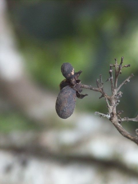 Oxera coronata fruit