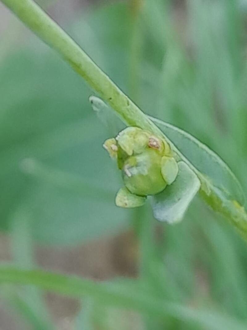 Linaria albifrons fruit