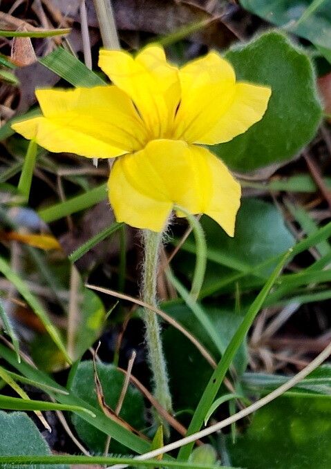 Goodenia lanata — houseplant care guide