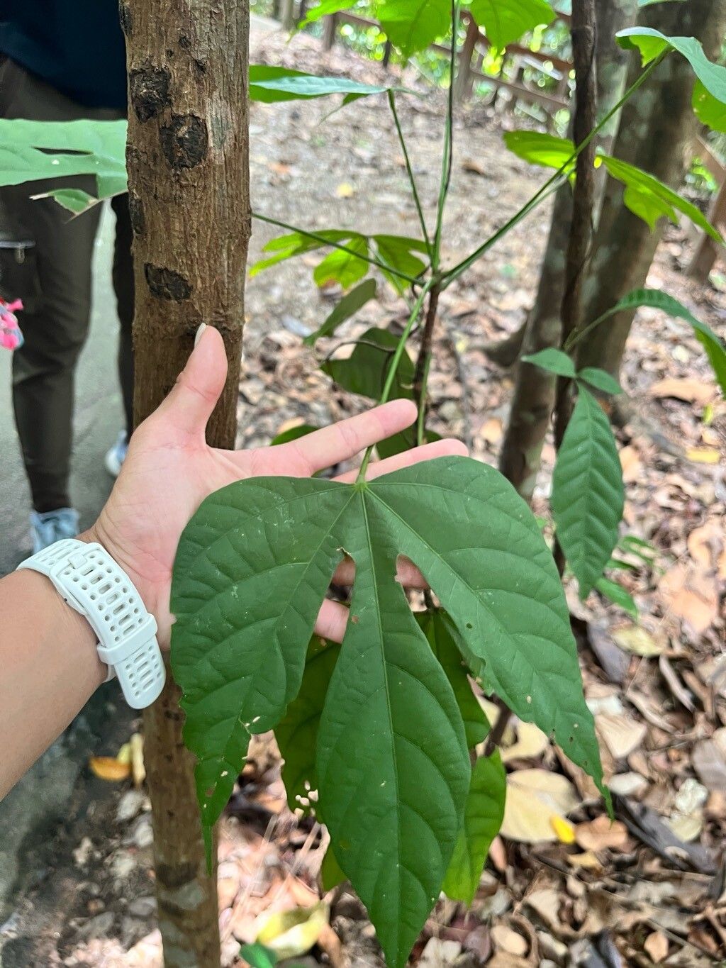 Scaphium macropodum — houseplant care guide