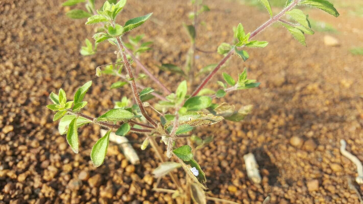 Coleus rhodesianum — search result for 'Coleus'